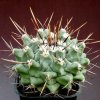 Thelocactus_lloydii_1